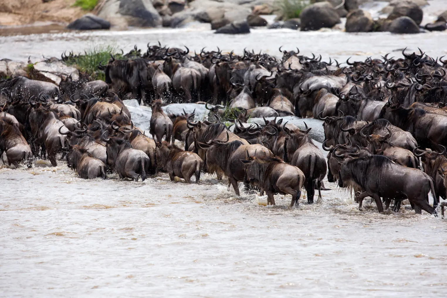 Great Migration Calendar 2026-2027 Serengeti Masai Mara