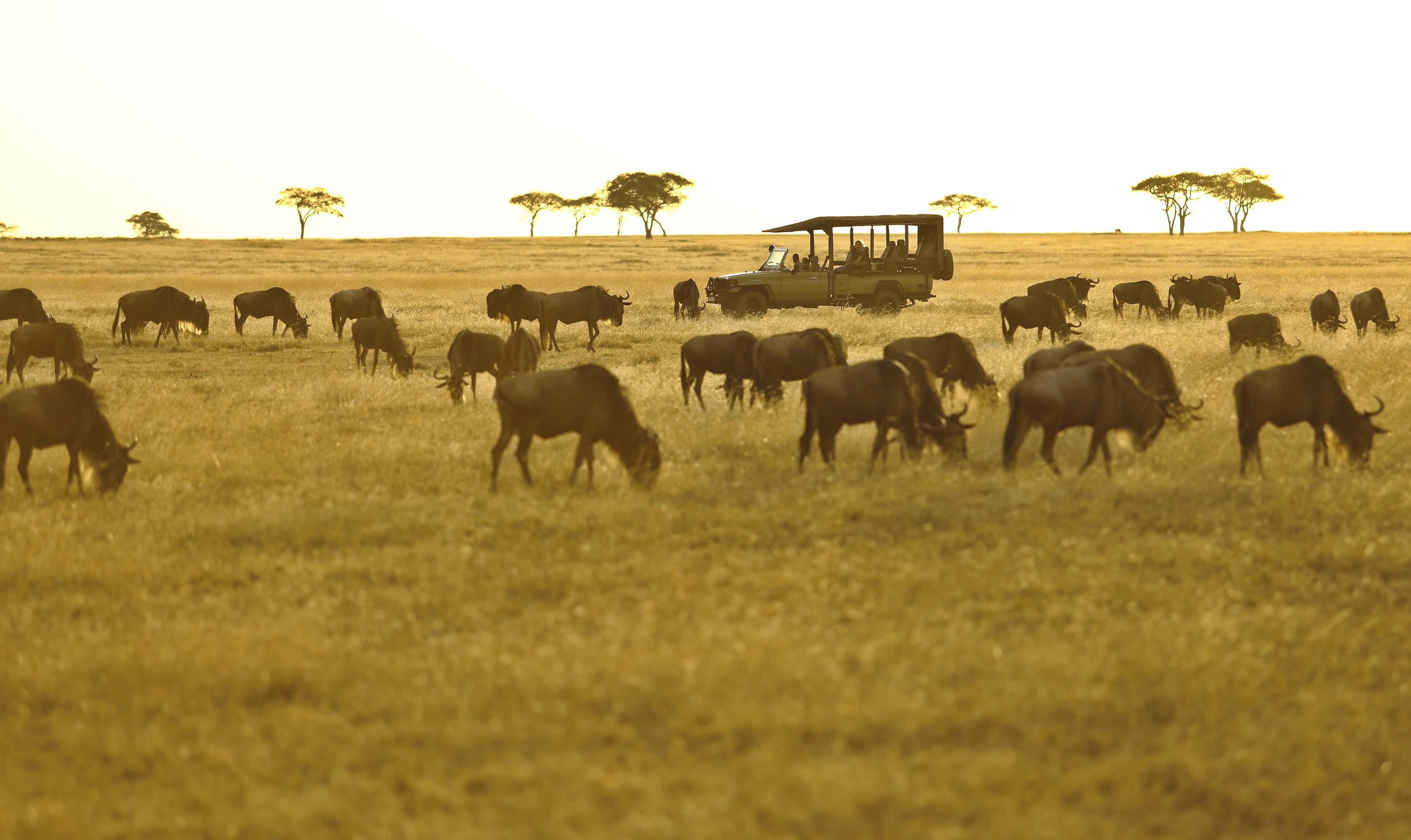 11-Day Great Migration Northern Serengeti First