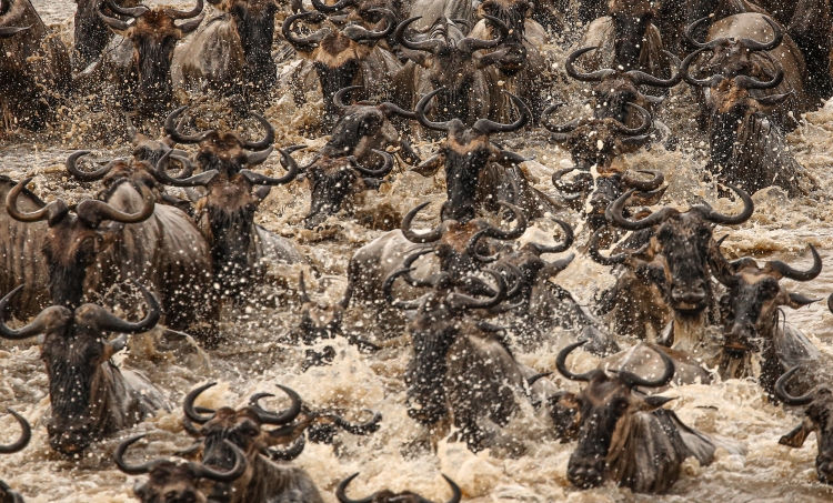 8-Day Tanzania Great Migration Safari